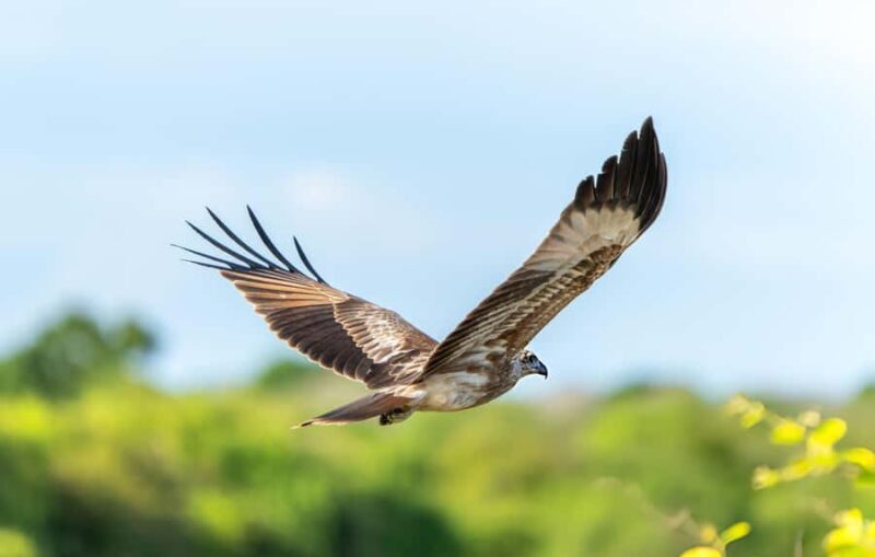 Private Yala Safari from Galle  Eco Jeep Adventure - Ethical Wildlife Observation