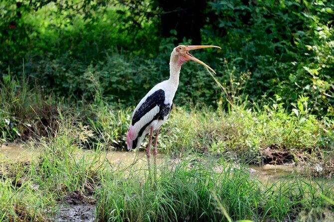 Private Yala Safari Full or Half Day Leopard Tour - The Sum Up