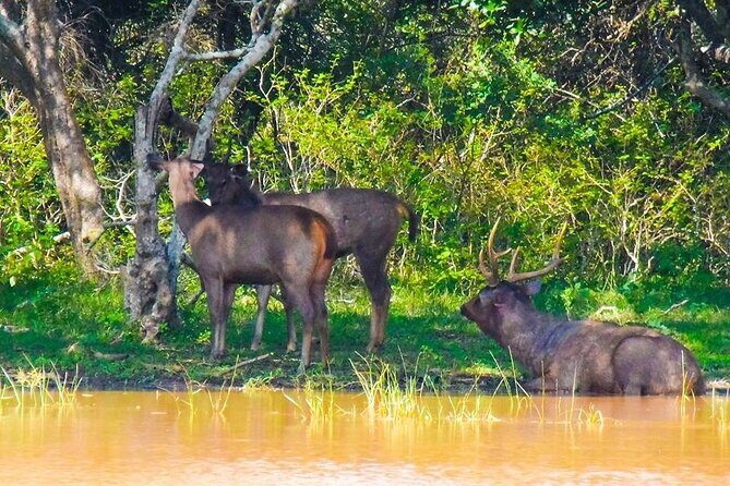 Private Yala Safari Full or Half Day Leopard Tour - FAQ