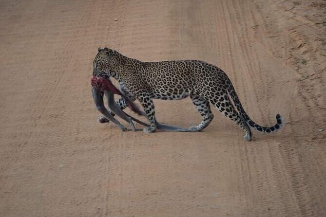 Private Yala Safari Full or Half Day Leopard Tour - An In-Depth Look at the Yala Safari Experience
