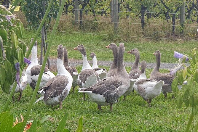 Private Yarra Valley Winery & Healesville Sanctuary Tours - Who Will Love This Tour?