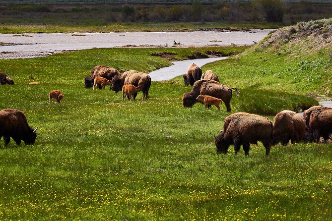 Private Yellowstone Lower Loop Tour - Park Highlights