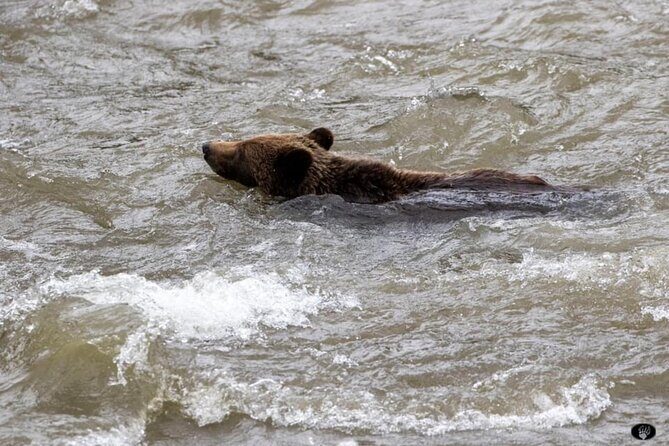 Private Yellowstone The Volcano lower loop From West Yellowstone - Why Choose a Private Yellowstone Tour?