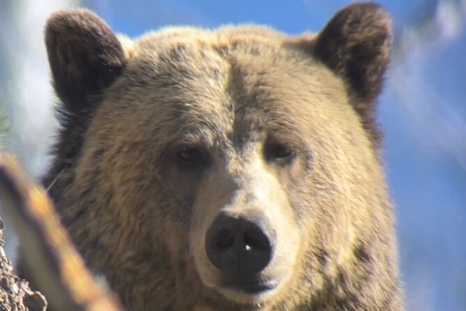 Private Yellowstone Tour: ICONIC Sites, Wildlife, Family Friendly Hikes Lunch - Reviews and Support