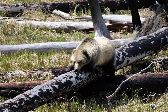 Private Yellowstone Wildlife and Photo Tours West Yellowstone - A Deep Dive into the Yellowstone Experience
