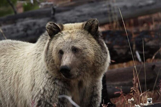 Private Yellowstone Wildlife and Photo Tours West Yellowstone - Final Thoughts