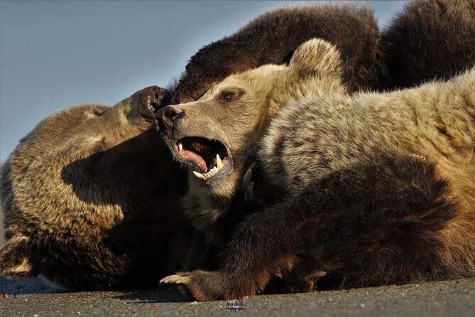 Private Yellowstone Wildlife and Photo Tours West Yellowstone - What’s Included & What’s Not?