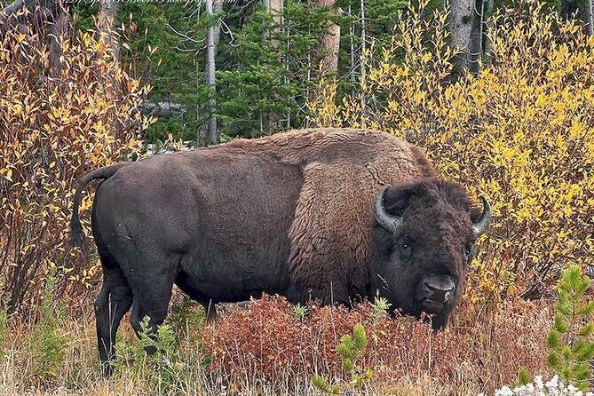 Private Yellowstone Wildlife and Photo Tours West Yellowstone - Practical Aspects & Experience Quality