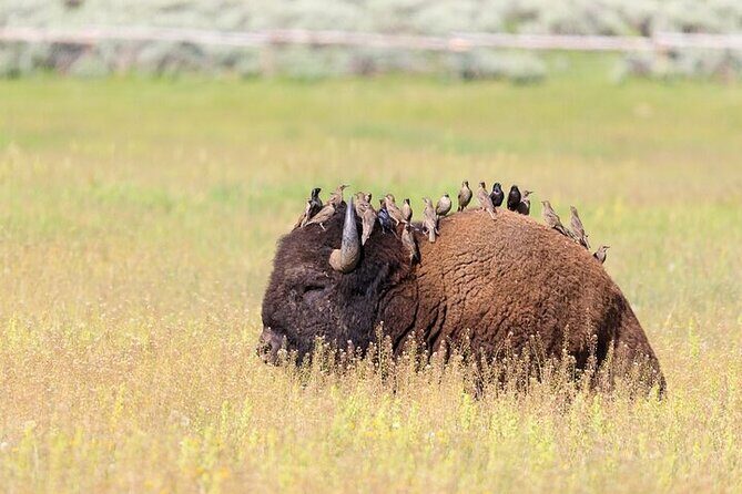 Private Yellowstone Wildlife Safari Tour From Cody, WY - An In-Depth Look at the Yellowstone Wildlife Safari