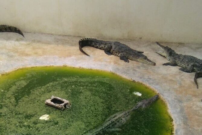 Private YS Falls and Black River Safari from Montego Bay - Who Is This Tour Best For?