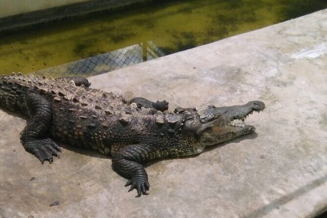 Private YS Falls and Black River Safari from Montego Bay - FAQs