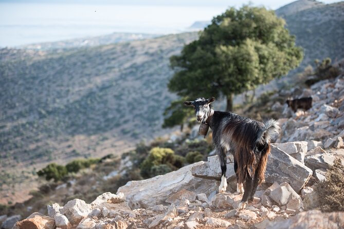 PRIVATE-Zeus Cave-Traditional Villages-Olive Oil From Elounda. - Souvenir Shopping in Elounda