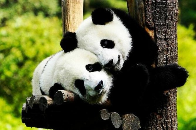 Private Zhujiajiao Water Town Tour With Shanghai Zoo and Panda - Tour Highlights