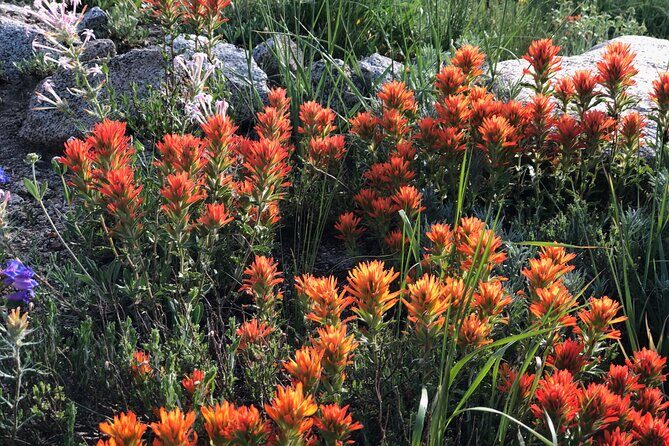 Privately Guided Scenic Mountain Hike - Who Is This Tour Perfect For?