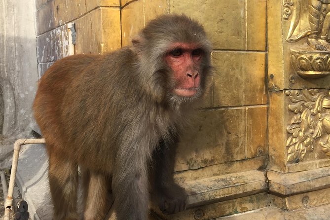 Privet Day Tours in Kathmandu Nepal - Top-Rated Attractions in Kathmandu