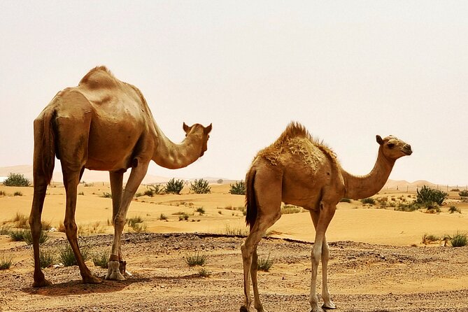 Professional Desert Safari With Camel Ride & BBQ in Bedouin Camp - Additional Information