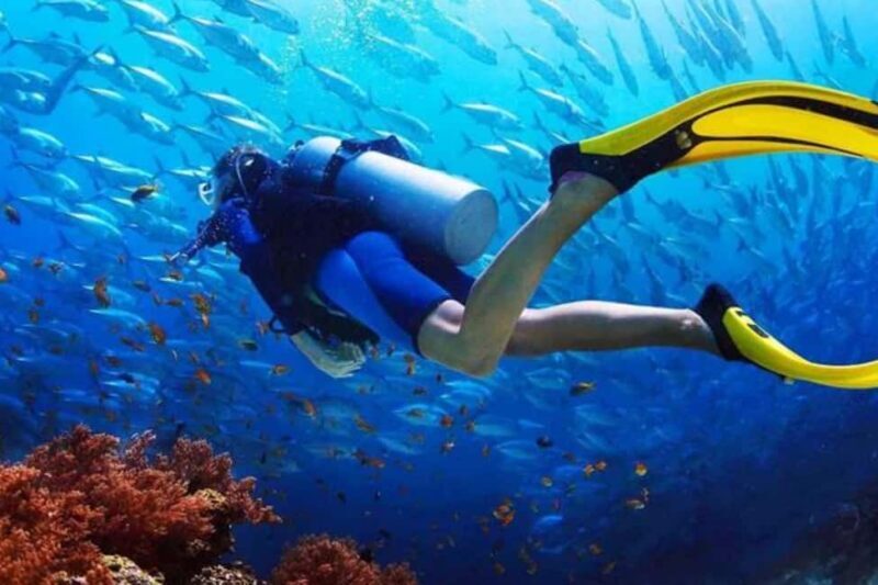 Professional Guided Scuba Diving: Swim with colorful fish. - An In-Depth Look at the Tour Experience