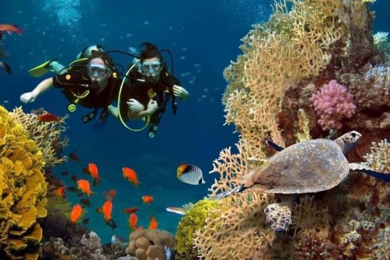 Professional Guided Scuba Diving: Swim with colorful fish. - Who Should Consider This Tour?