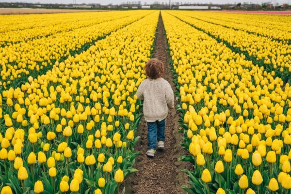 Professional Photoshoot at Tulip Fields and Keukenhof - Frequently Asked Questions