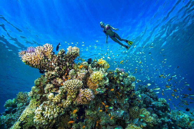 Professional Scuba Diving Tour, Lunch & Transfers From Hurghada - Additional Information