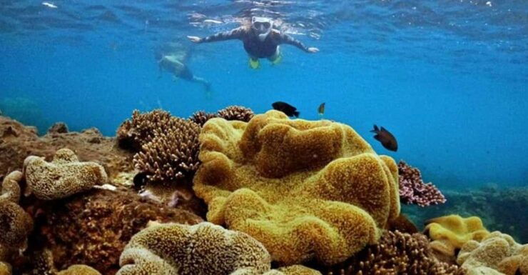 PROFESSIONAL SNORKELING to Explore Coral Spots in Phu Quoc - Itinerary Highlights