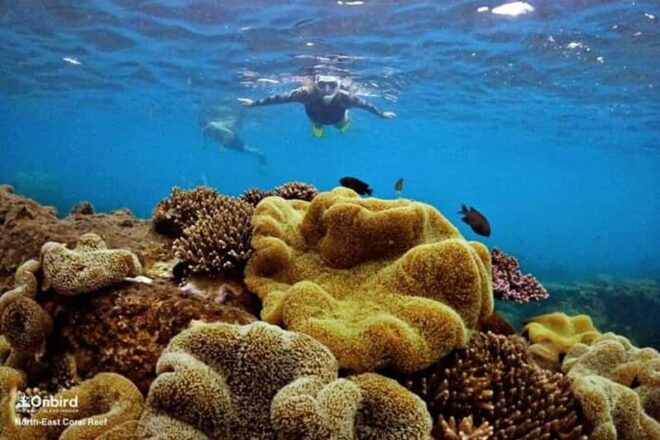 PROFESSIONAL SNORKELING to Explore Coral Spots in Phu Quoc - Safety and Equipment