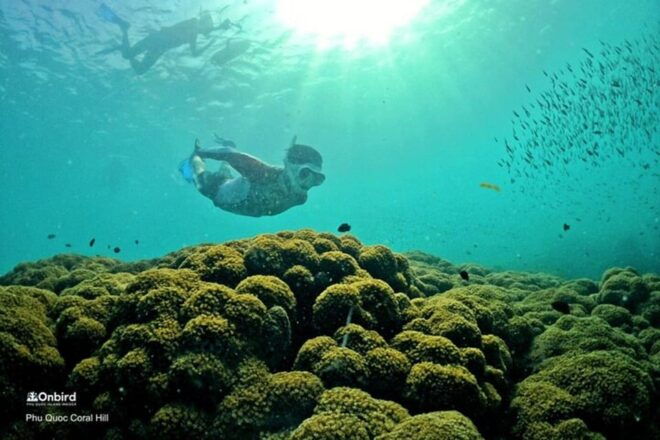 PROFESSIONAL SNORKELING to Explore Coral Spots in Phu Quoc - Participant Restrictions