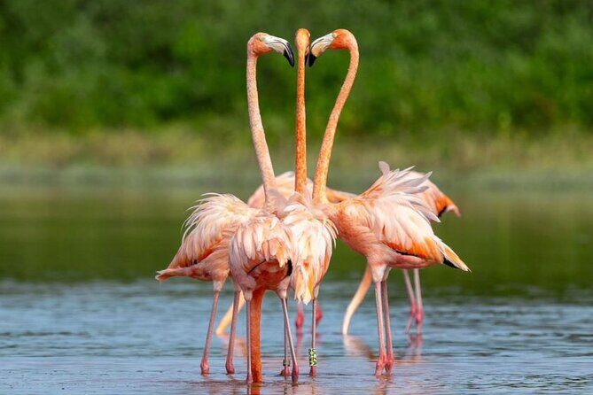 Progreso, Flamingos, Cenote, and Salt Ponds adventure from Merida - A Deep Dive into the Itinerary