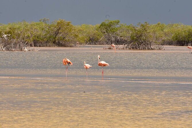 Progreso, Flamingos, Cenote, and Salt Ponds adventure from Merida - Final Thoughts