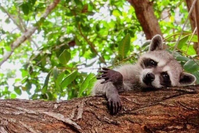 Progreso, Isla Columpios and El Corchito from Merida - FAQs