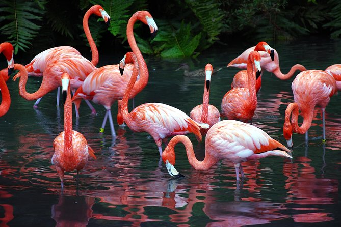 Progreso Xcambo Mayan Ruins Excursion and Beach Break - Flamingo Sanctuary and Salt Marsh