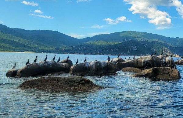 Propriano Boat Trip Visit 2 Hours Boat With Submarine View - The Sum Up