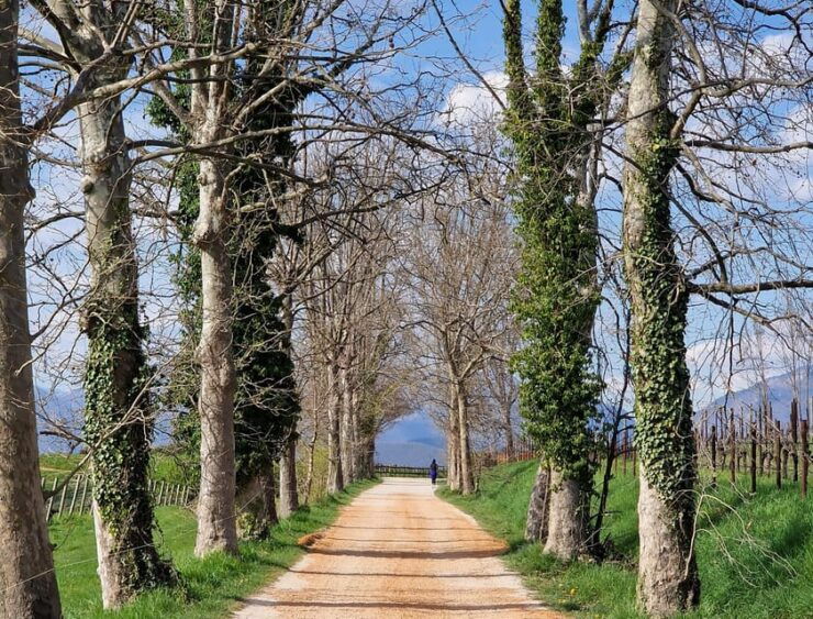Prosecco Hills Bike Tour From Venice - Itinerary Details