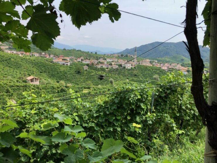 Prosecco Hills Wine and Cheese Tasting Tour - Good To Know