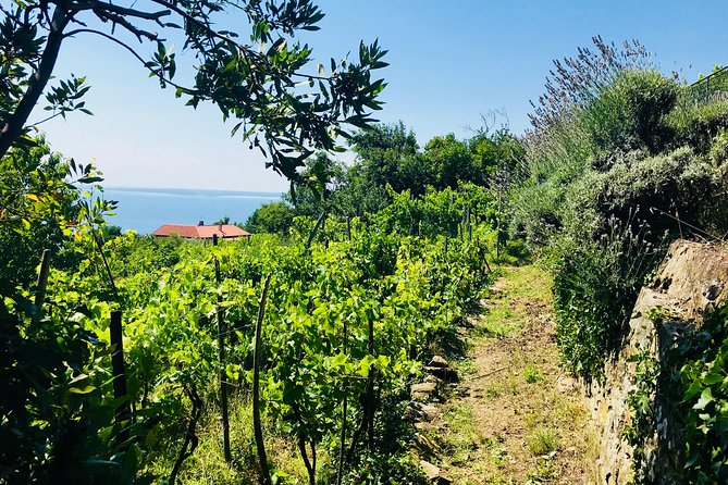 Prosecco Origins Wine Experience - Booking Information