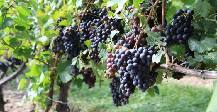 Prosecco Road: Full Day Tour and Wine Tasting - Highlights