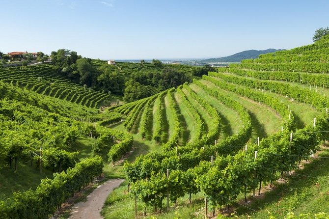 Prosecco Road" Tour With Winery Visits, Tastings, and Lunch  - Treviso - Tasting Experiences