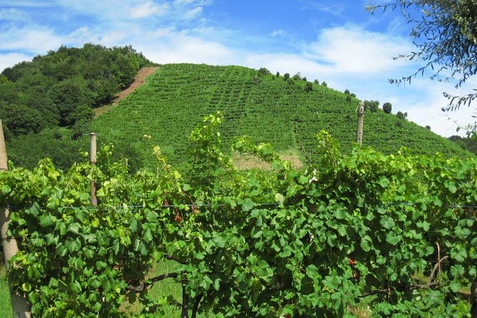 Prosecco Road" Tour With Winery Visits, Tastings, and Lunch  - Treviso - Prosecco History and Techniques