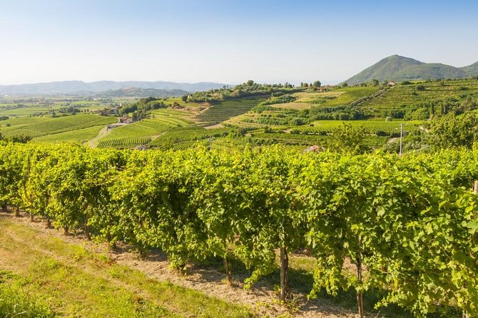 Prosecco Road" Tour With Winery Visits, Tastings, and Lunch  - Treviso - Pricing and Terms