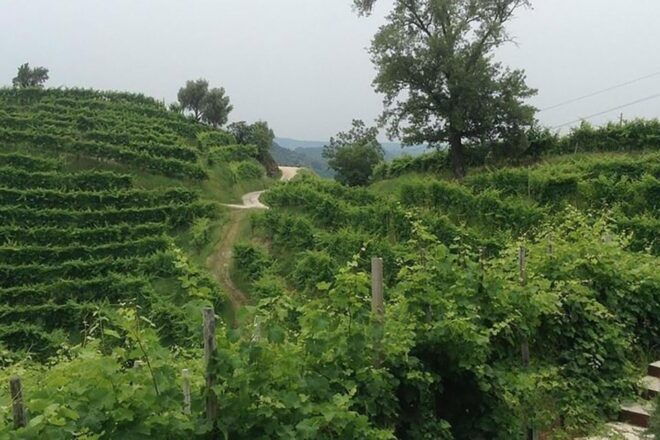 Prosecco Wine Tasting Tour. Half Day. From Venice - Wine Tasting Experience