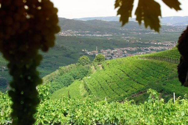 Prosecco Wine Tasting Tour. Half Day. From Venice - Directions and Meeting Point