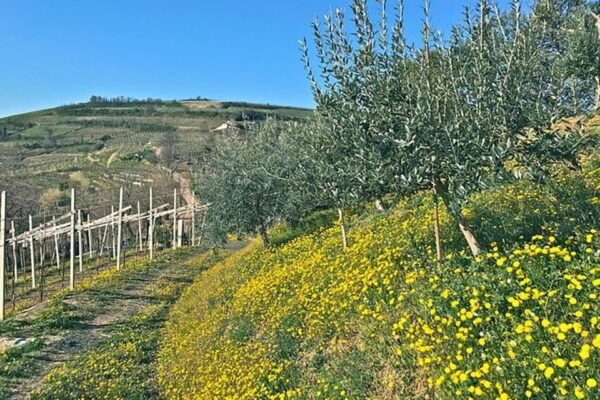 Prosecco Wine Tasting Tour. Half Day. From Venice - The Sum Up