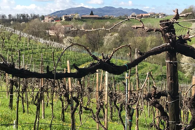 Prosecco Wine Tour - Culinary Delights
