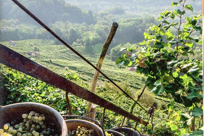 Prosecco - Wine Tour & Tasting - Full Day in the Prosecco Region - Pricing, Timing, and Viator Information