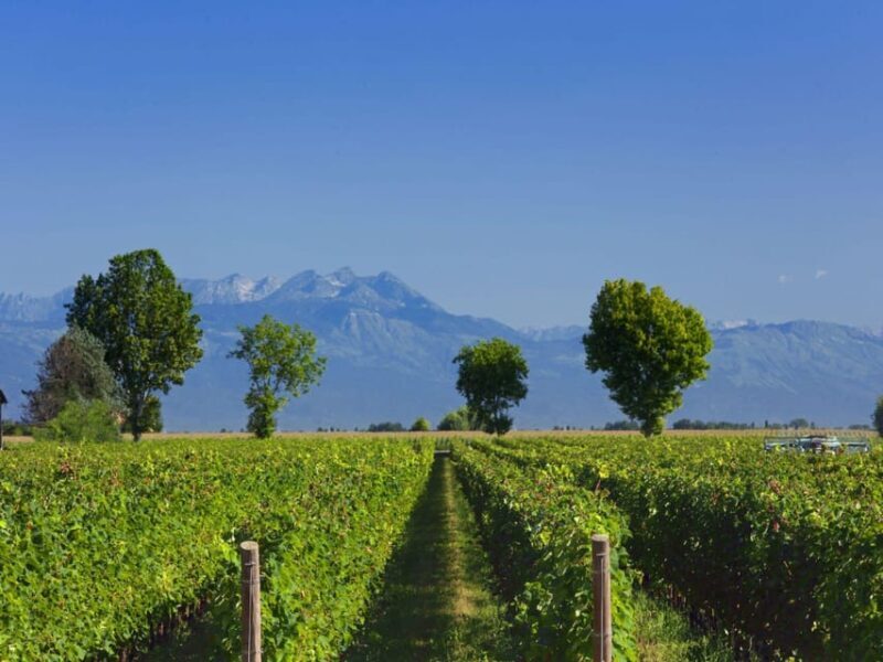 Prosecco Winery Tasting with Food Pairing near Venice - Who Will Love This Tour?