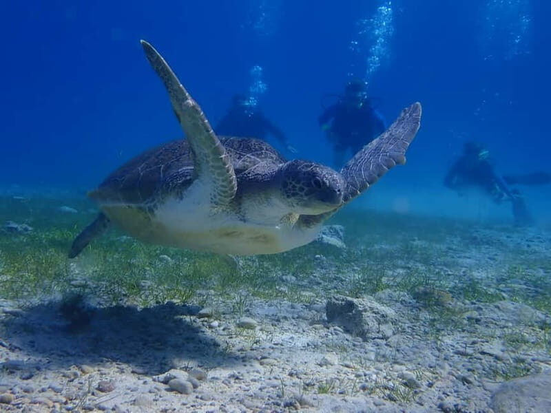 Protaras: Cape Grecko Single Dive for Qualified Divers - An In-Depth Look at the Cape Grecko Dive Experience