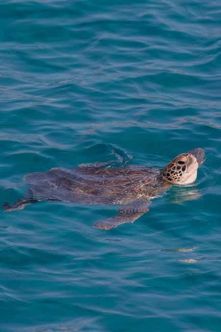 Protaras:Cape Greco, Turtle Cove & Blue Lagoon Sunset Cruise - An In-Depth Look at the Sunset Cruise Experience