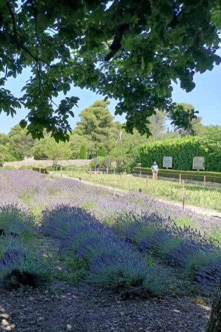 Provencal Elegance: Lavender, Olive Oil, and Wine Odyssey - Wine Tasting Adventure in Aix