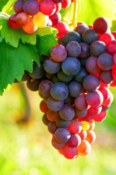 Provencal Market & Wine Tasting Full Day Tour - Experience Highlights & Itinerary