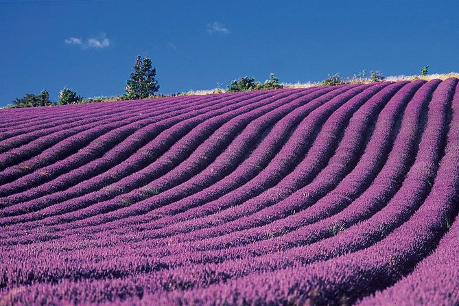 Provence and Lavender - Private & Guided Full Day Tour - Tips for the Tour